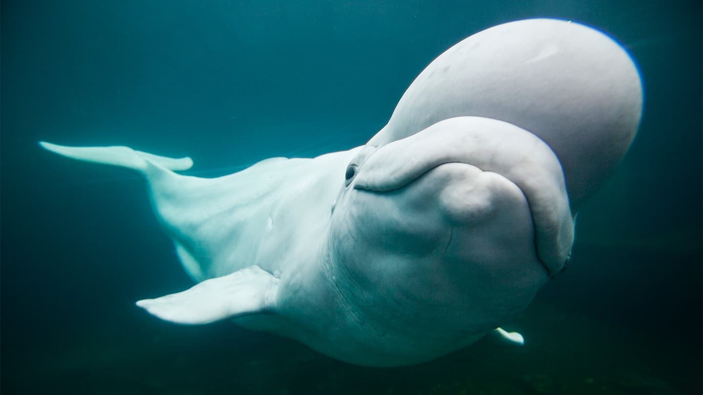 These are our favorite animal stories of 2024