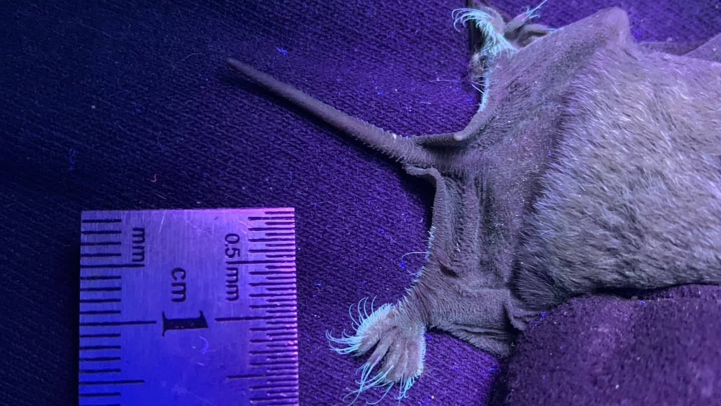 Readers ask about glowing bat toes and a rare particle decay