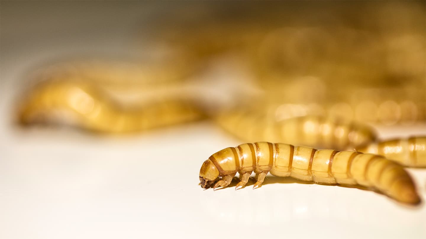 Here’s how long it would take 100 worms to like the plastic in a single face camouflage