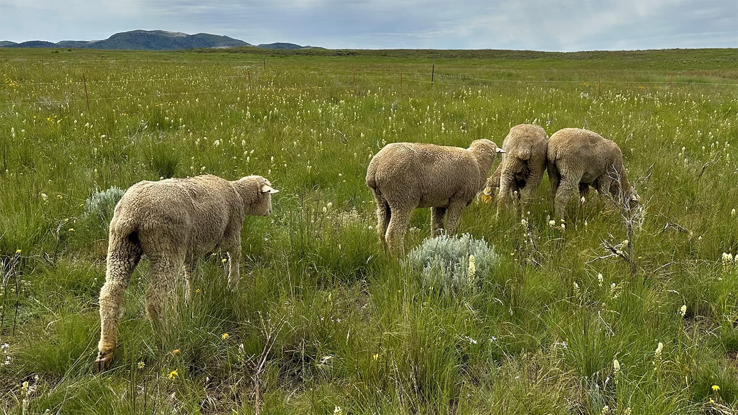 Sheep earwax can record a dangerous diet