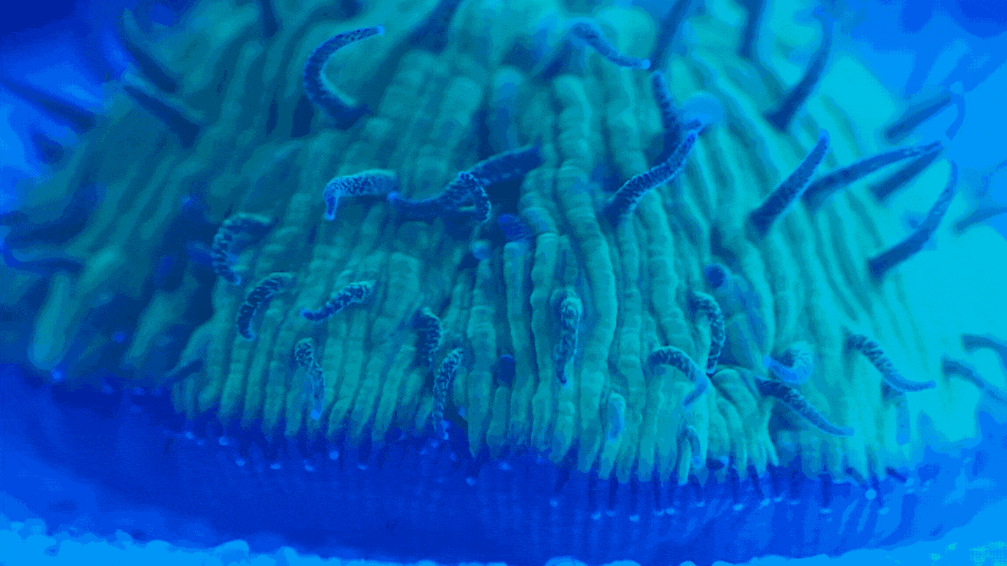 How a mushroom coral goes for a walk without legs