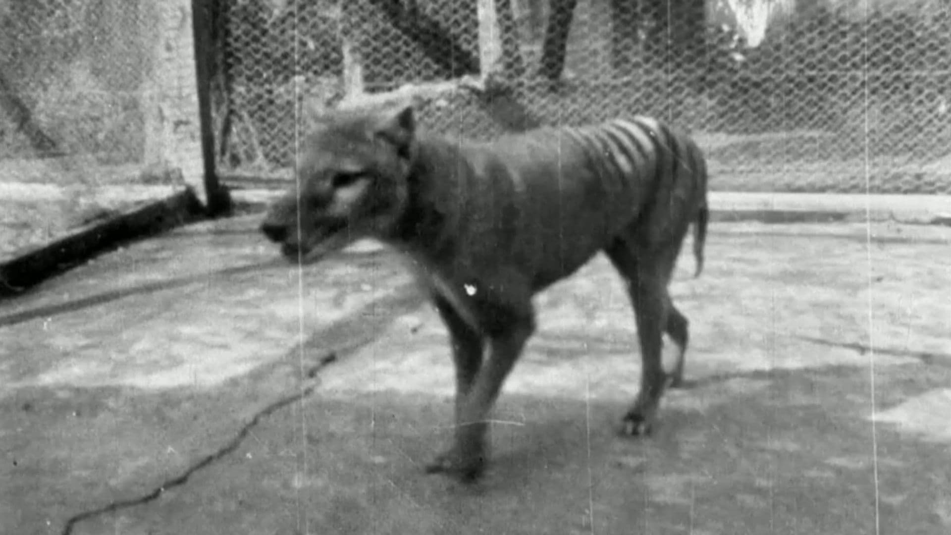 Scientists claim breakthrough to bringing back Tasmanian tiger from extinction