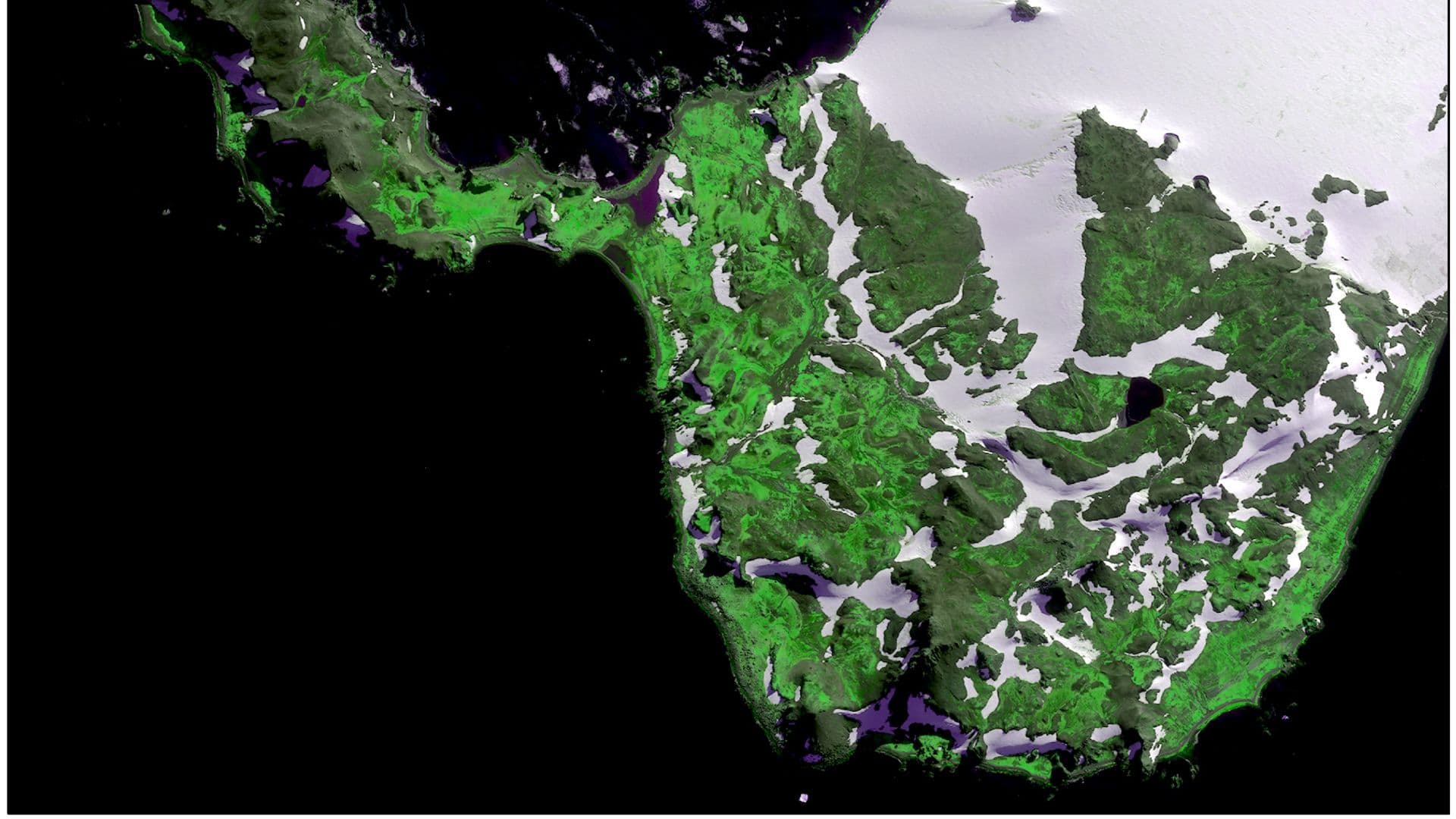 Parts of Antarctica are turning green faster than we thought from climate change,