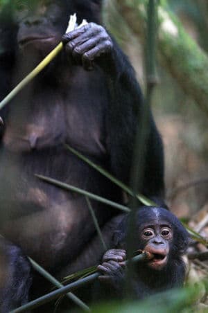 Generalized constructal law shows that evolution doesn’t apply only to biological things –