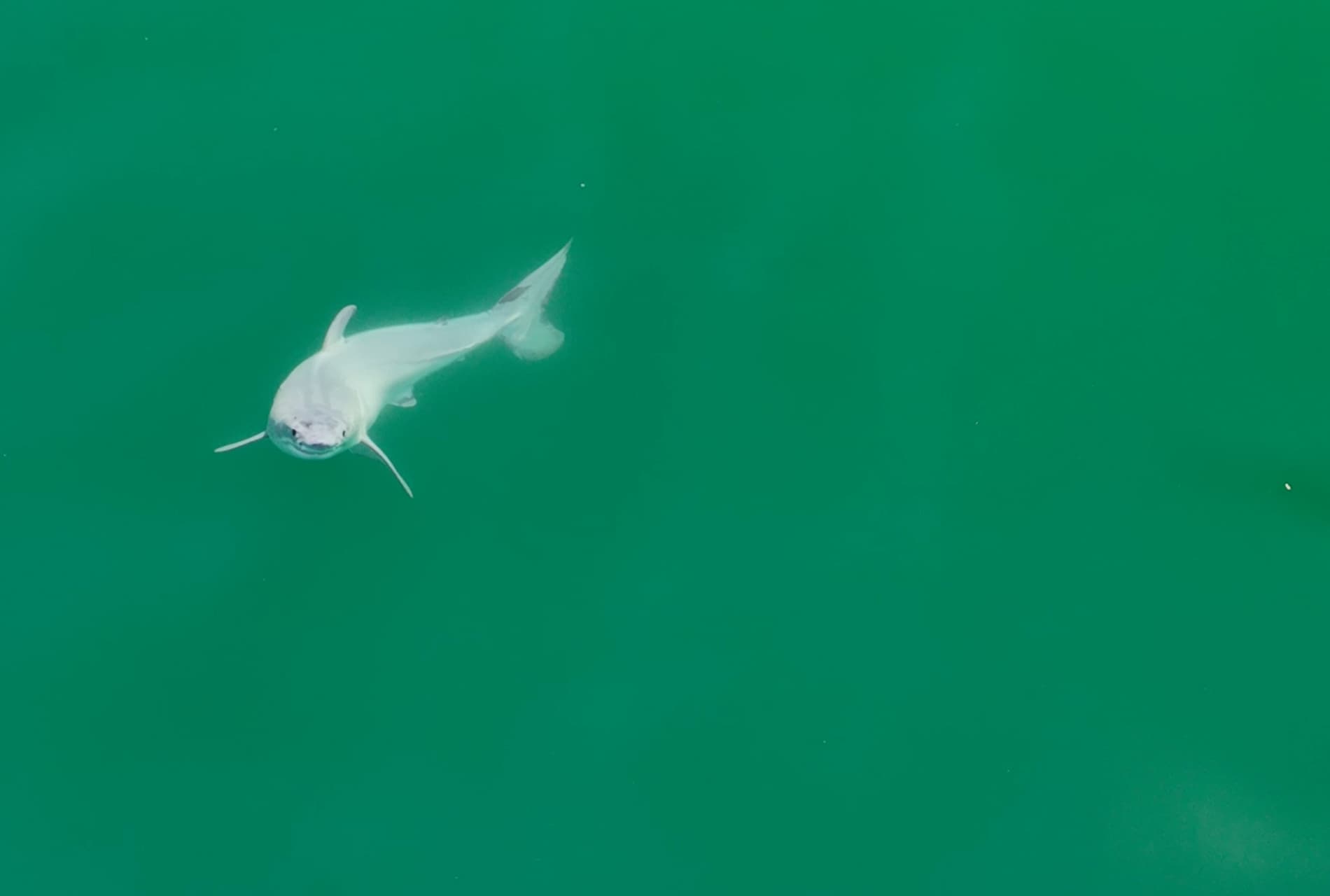 Is that shark ticking? In a first, a shark is recorded making noise