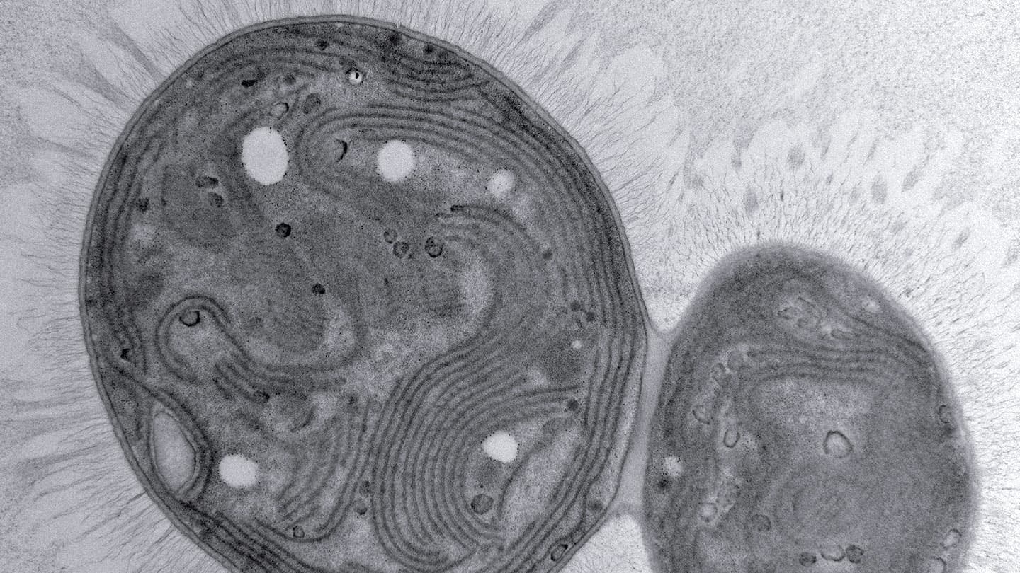 Meet Chonkus, the mutant cyanobacteria that could help sink climate change