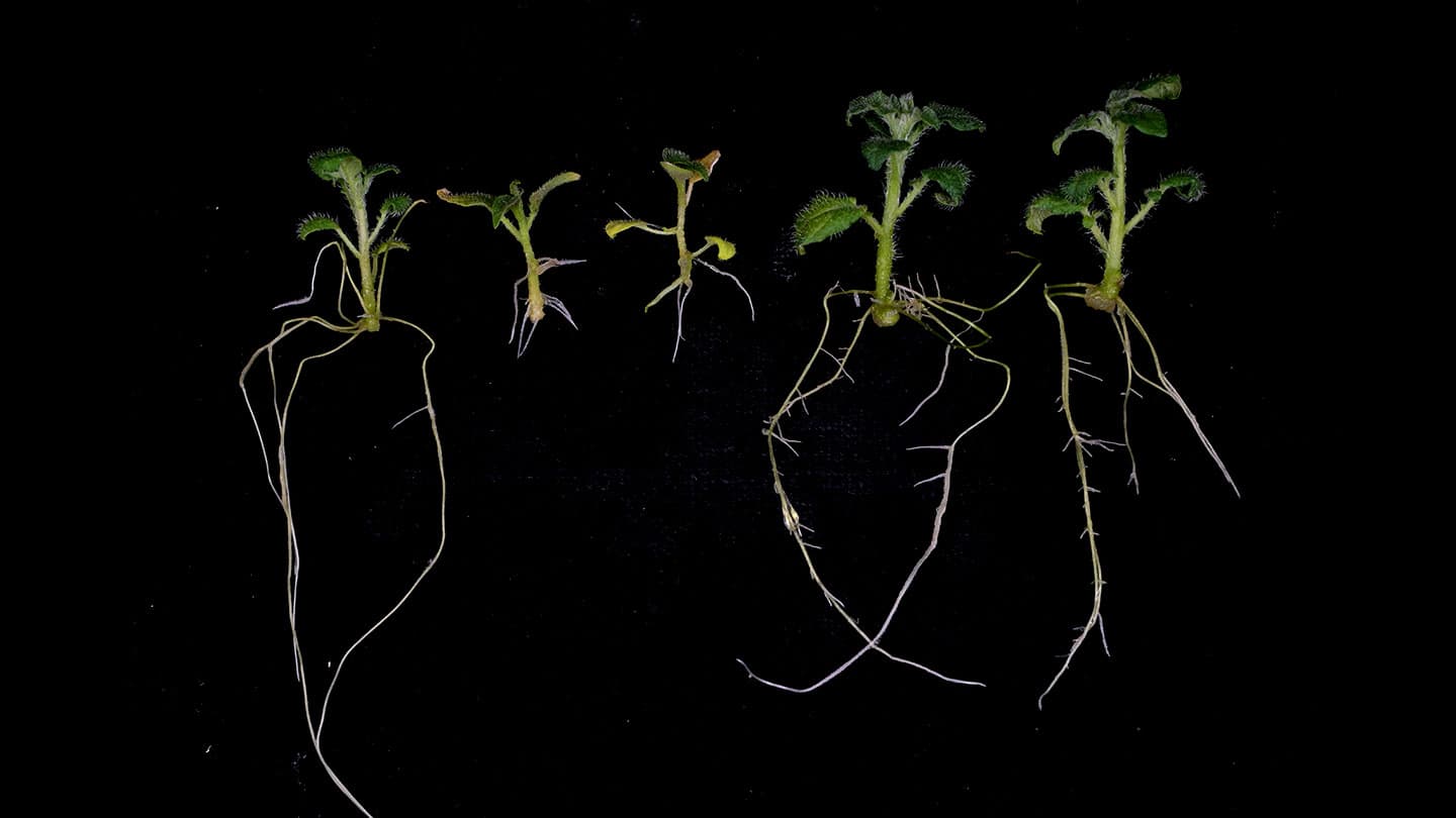 Exploiting a genetic quirk in potatoes may cut fertilizer needs