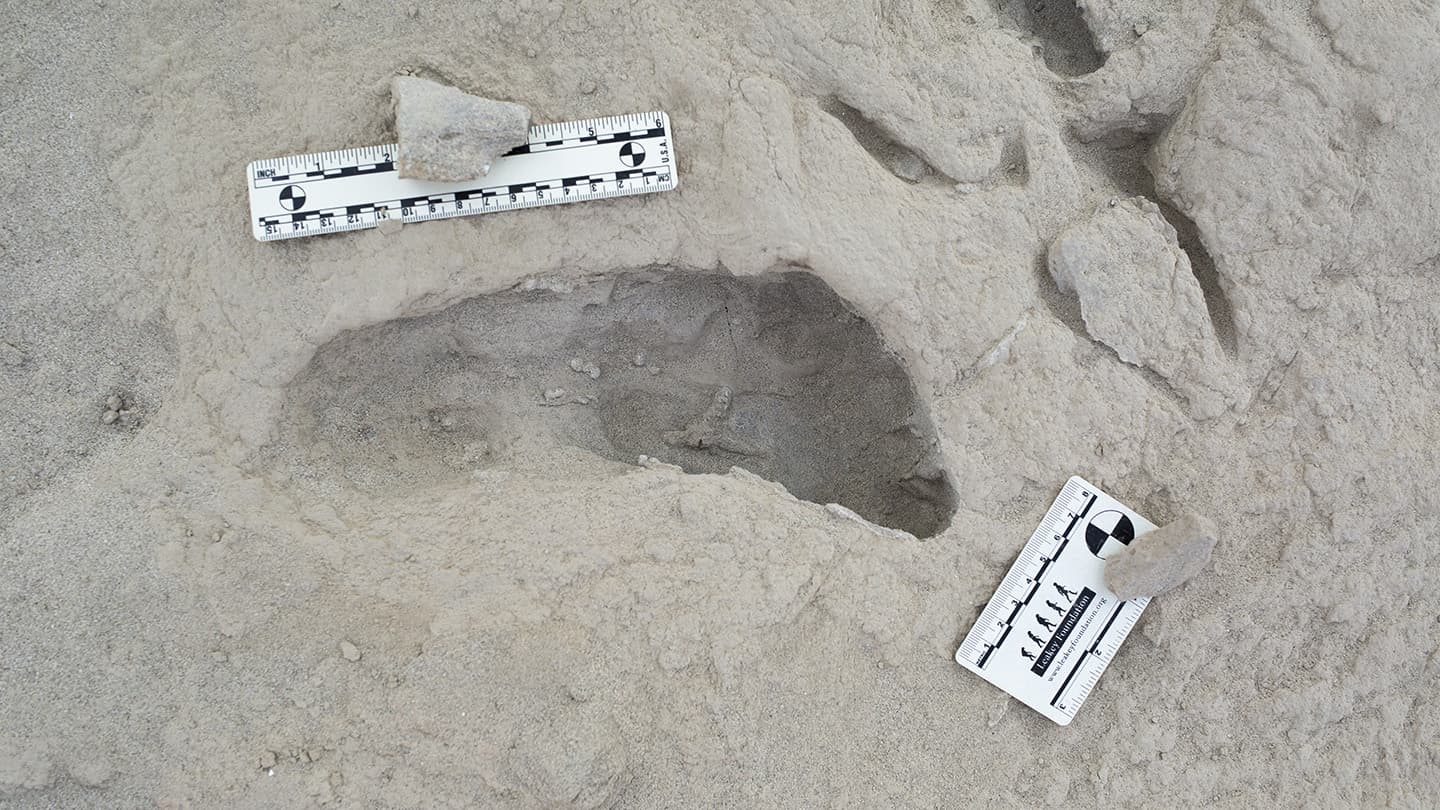 Footprints offer a rare look at ancient human relatives crossing paths