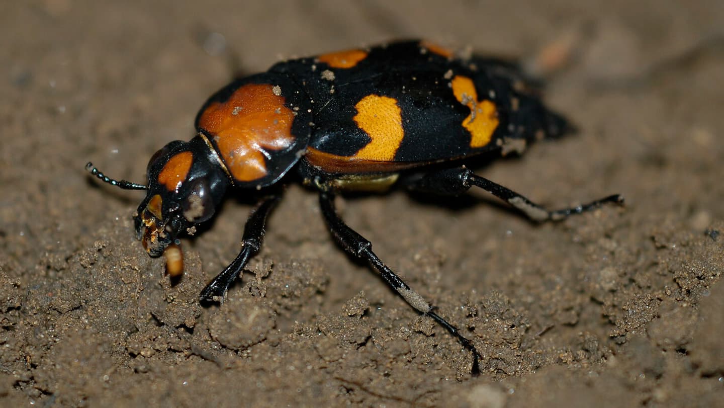 Velvet ants have the Swiss Army knife of venoms