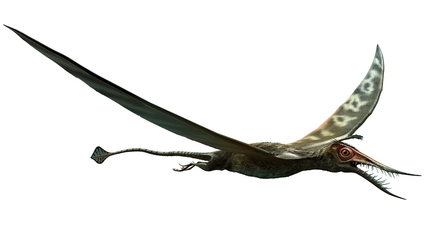 A mysteriously large pterosaur finally has an identity