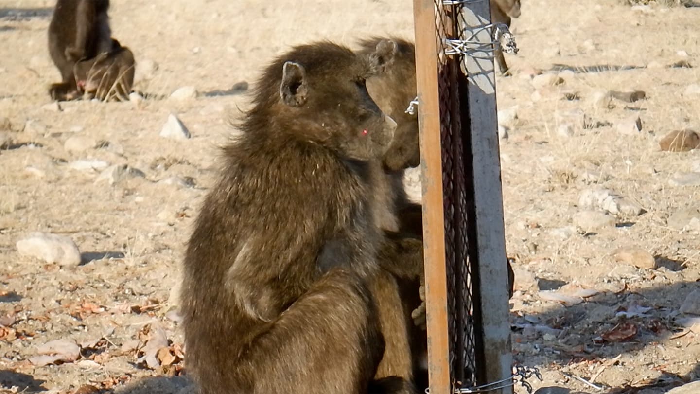 Wild baboons don’t recognize themselves in a mirror
