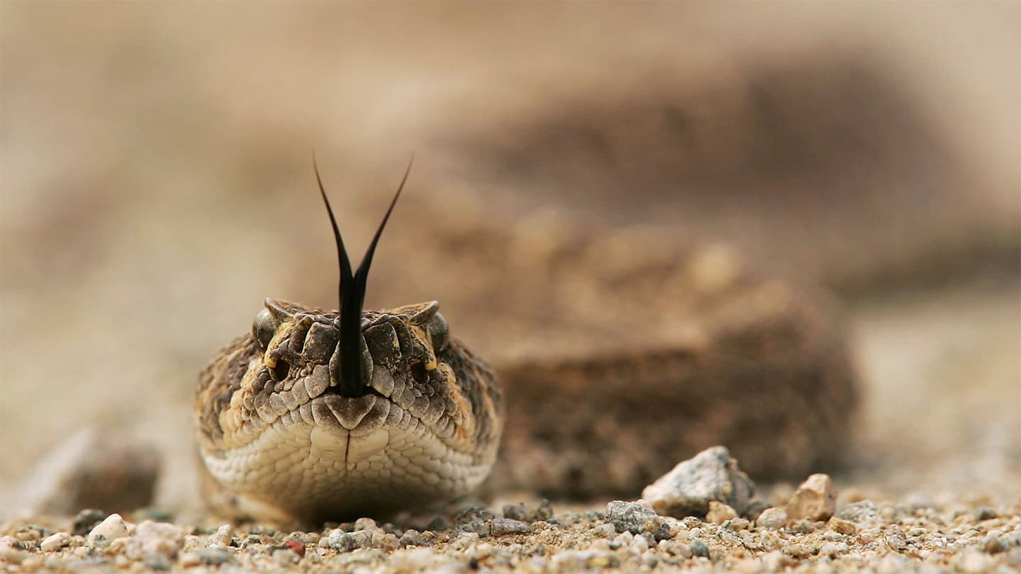 Snakes are often the villains. A new book gives them a fair shake