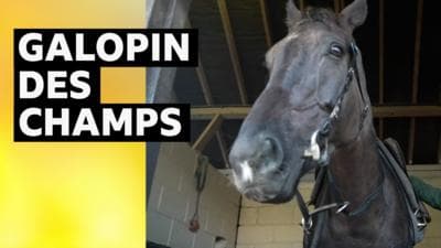 Cheltenham Gold Cup: Galopin Des Champs has ‘got such heart’, says Willie Mullins