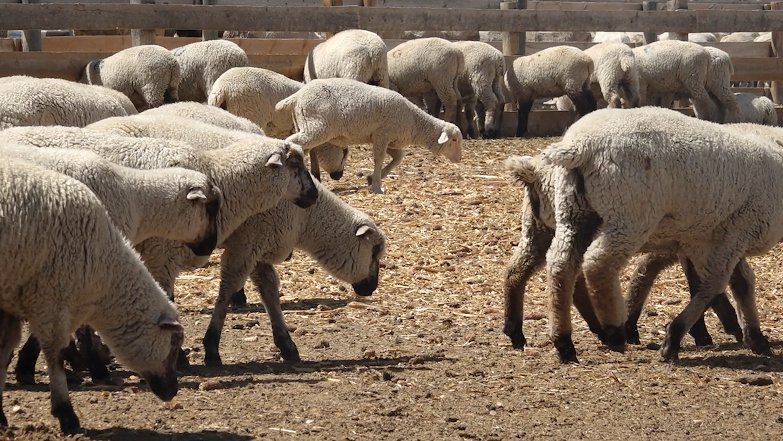 American wool farmers struggle as trade war impacts China market
