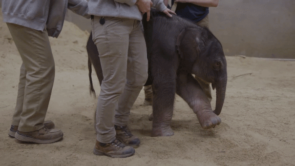 Baby elephant makes historic arrival at Smithsonian's National Zoo as first birth in nearly 25 years